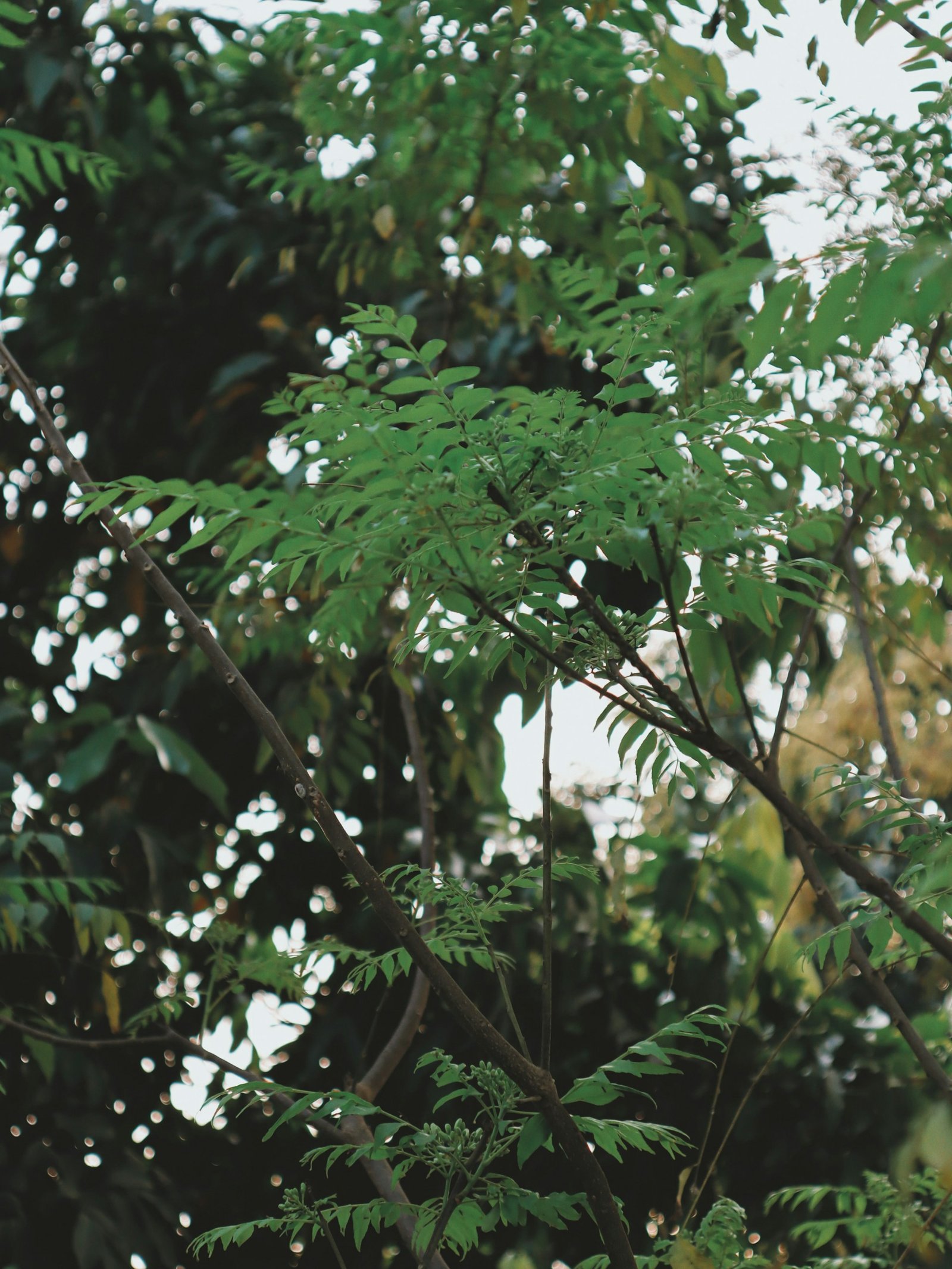Neem Tree